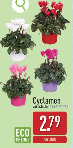 Promotie: Cyclamen