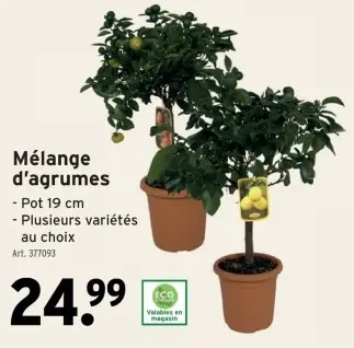 Offre: Mélange d'agrumes