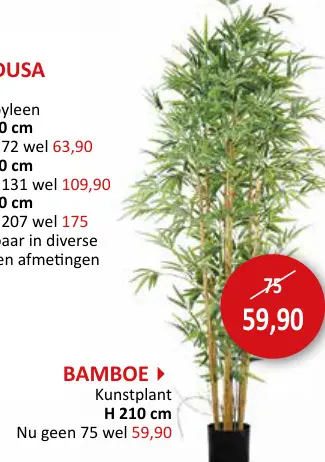Promotie: Bamboe