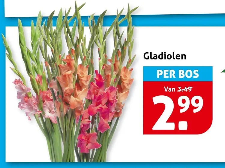 Aanbieding: Gladiolen