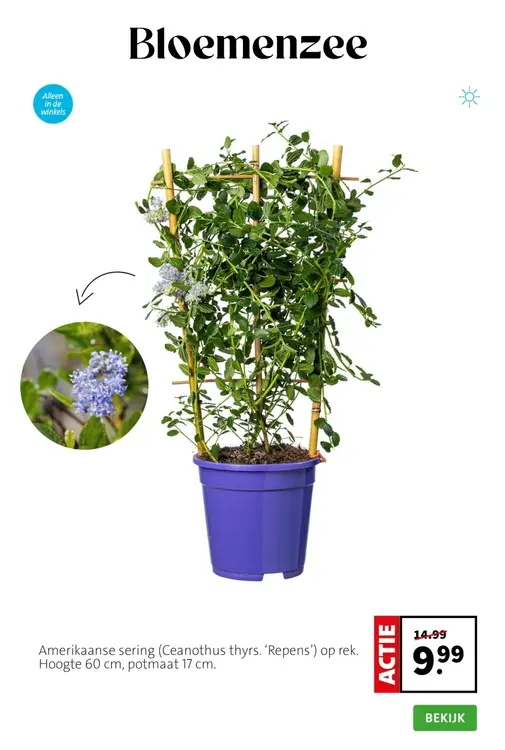 Aanbieding: Amerikaanse sering (Ceanothus thyrs. 'Repens')