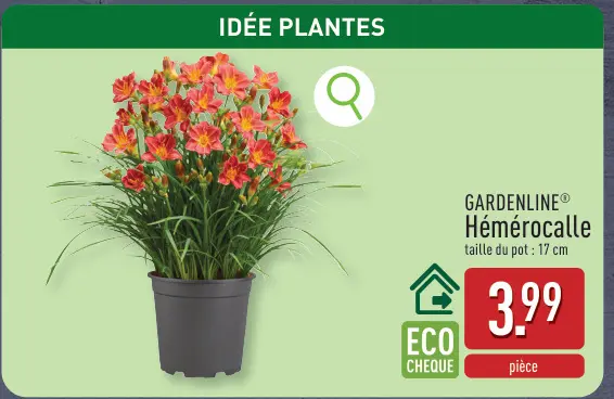 Offre: Hémérocalle