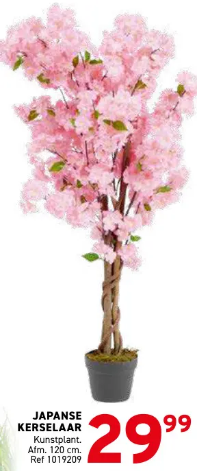 Promotie: Japanse kersenlaar