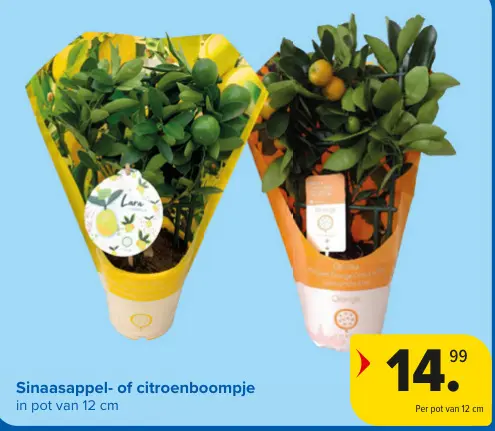 Promotie: Sinaasappel- of citroenboompje
