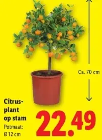 Aanbieding: Citrusplant op stam