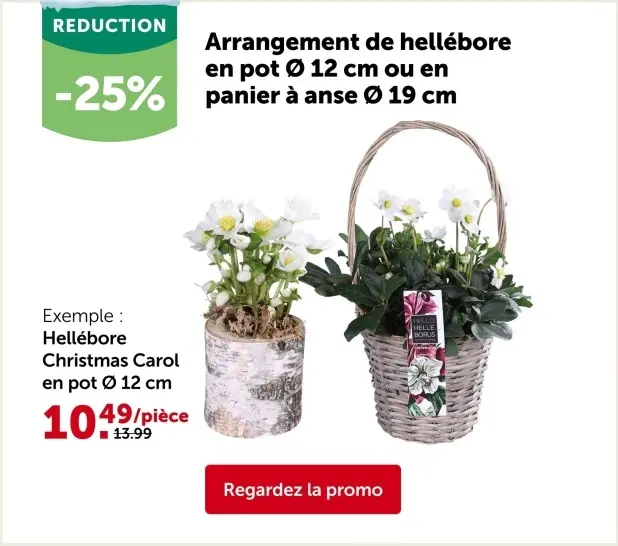 Offre: Arrangement de hellébore
