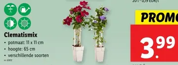 Aanbieding: Clematismix