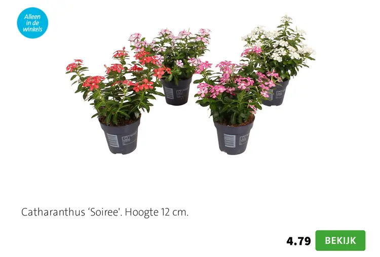 Aanbieding: Catharanthus 'Soiree'