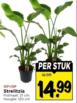 Aanbieding: Strelitzia