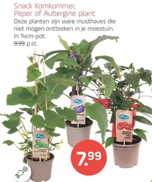 Aanbieding: Snack Komkommer, Peper of Aubergine plant