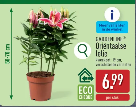 Promotie: Oriëntaalse lelie