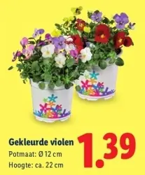 Aanbieding: Gekleurde violen