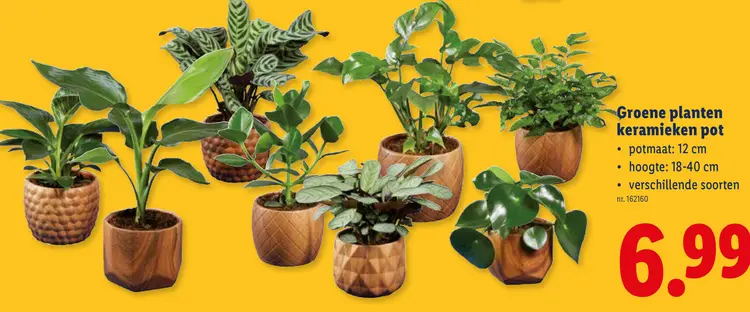 Promotie: Groene planten keramieken pot