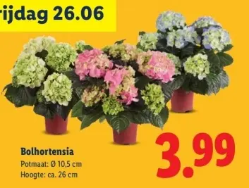 Aanbieding: Bolhortensia
