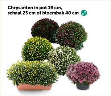 Aanbieding: Chrysanten in pot