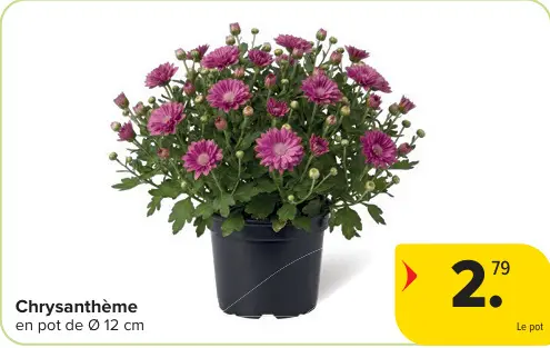 Offre: Chrysanthème