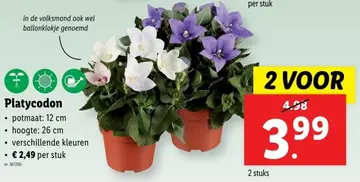 Aanbieding: Platycodon