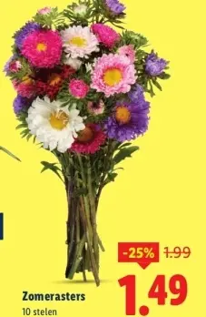 Aanbieding: Zomerasters