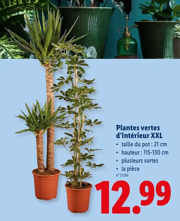 Offre: Plantes vertes d'intérieur XXL