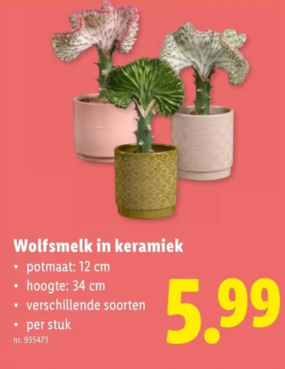 Promotie: Wolfsmelk in keramiek