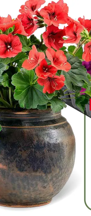 Promotie: Geranium