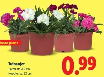 Aanbieding: Tuinanier
