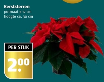 Aanbieding: Kerststerren