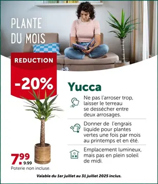 Offre: Yucca
