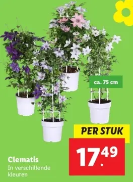 Aanbieding: Clematis