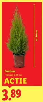 Aanbieding: Conifeer