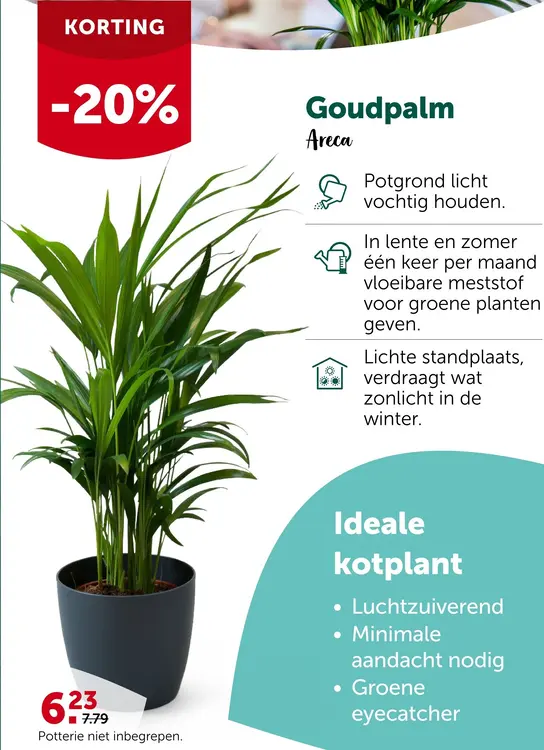 Promotie: Goudpalm