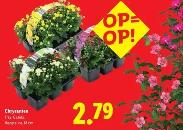 Aanbieding: Chrysanten