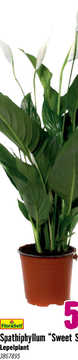 Aanbieding: FLORASELF Lepelplant Spathiphyllum 'Sweet Silvio' potmaat Ø 14 cm H 60-80 cm