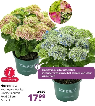 Aanbieding: Hydrangea Magical Diverse kleuren Pot Per stuk