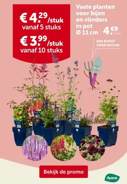 Aanbieding: Vaste planten voor bijen en vlinders in pot