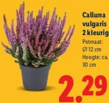 Aanbieding: Calluna vulgaris 2-kleurig