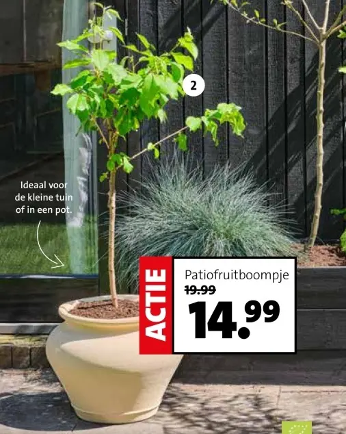 Aanbieding: Patiofruitboompje