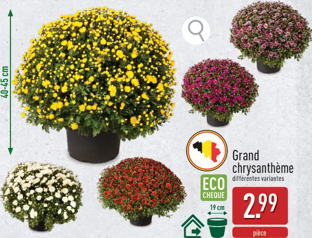 Offre: Grand chrysanthème