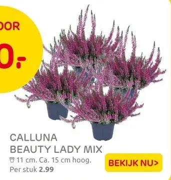 Aanbieding: Calluna beauty lady mix