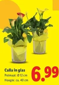 Aanbieding: Calla in glas