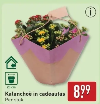 Aanbieding: Kalanchoë in cadeautas
