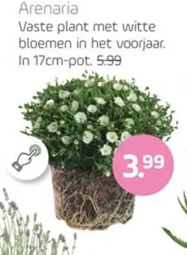 Aanbieding: Arenaria