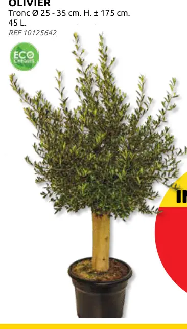 Offre: Olivier