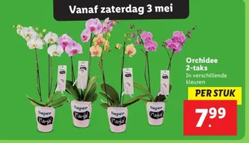 Aanbieding: Orchidee 2-taks