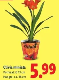 Aanbieding: Clivia miniata