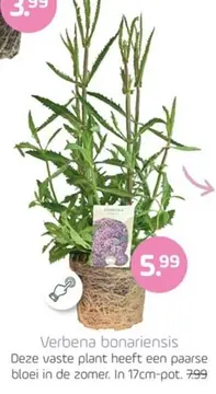 Aanbieding: Verbena bonariensis