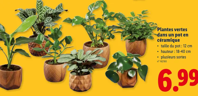 Offre: Plantes vertes dans un pot en céramique