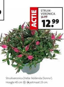 Aanbieding: Struikveronica
