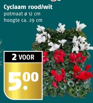 Aanbieding: Cyclaam rood/wit