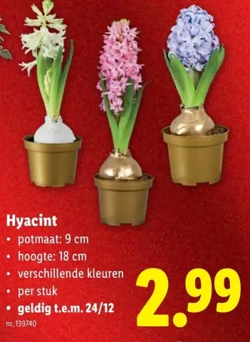 Promotie: Hyacint